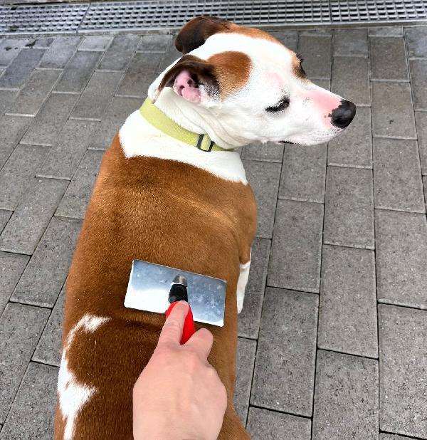 MAYA BELLISSIMA AMSTAFF Foto 6